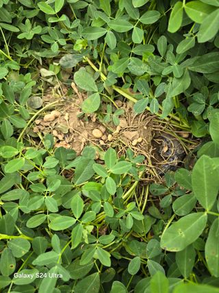 청계닭님의 배추 · 영농일지 작성글 사진