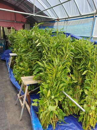 남기탁 님의 참깨 · 영농일지 작성글 사진