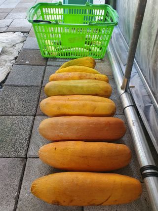 남기탁 님의 참깨 · 영농일지 작성글 사진