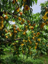 팜모닝 복숭아·영농일지 게시글 이미지