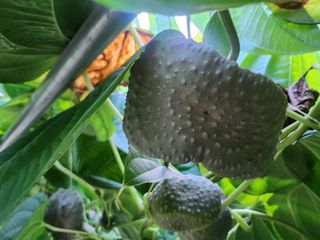 예스팜 청도님의 작성글 사진