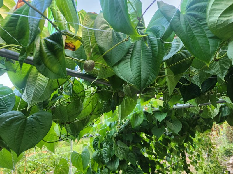 예스팜 청도님의 장터 판매 상품 [하늘마 3kg] 첨부 사진