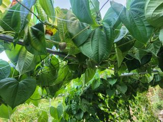 예스팜 청도님의 작성글 사진