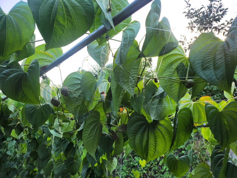 예스팜 청도님의 장터 판매 상품 [하늘마 3kg] 첨부 사진