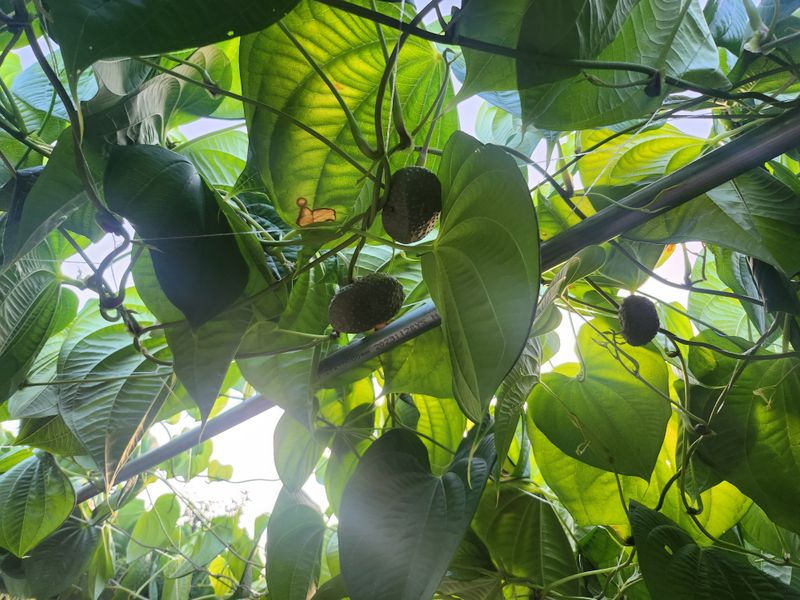 예스팜 청도님의 장터 판매 상품 [하늘마 3kg] 첨부 사진