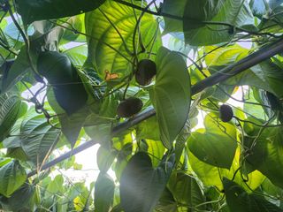 예스팜 청도님의 작성글 사진