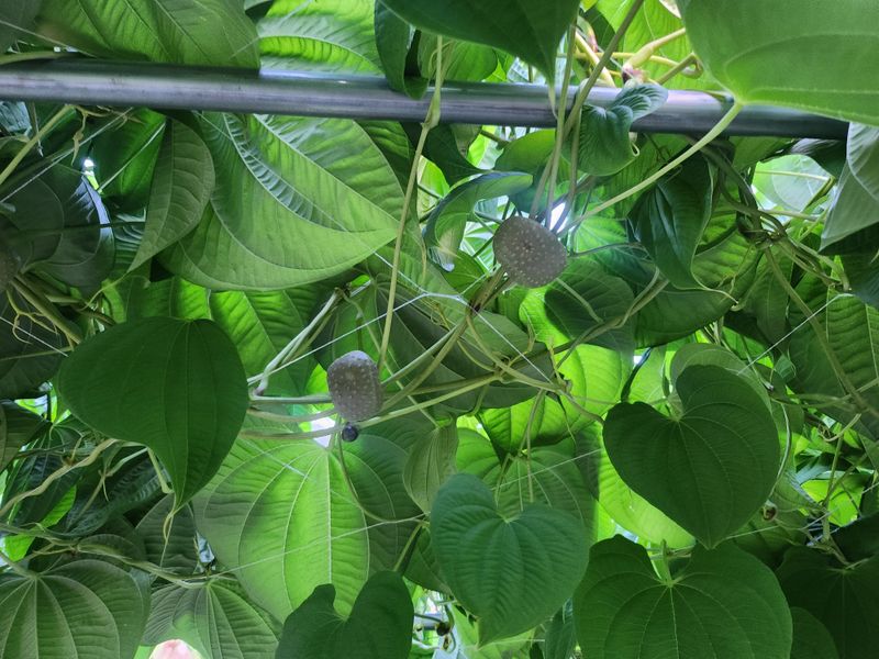 예스팜 청도님의 장터 판매 상품 [하늘마 3kg] 첨부 사진