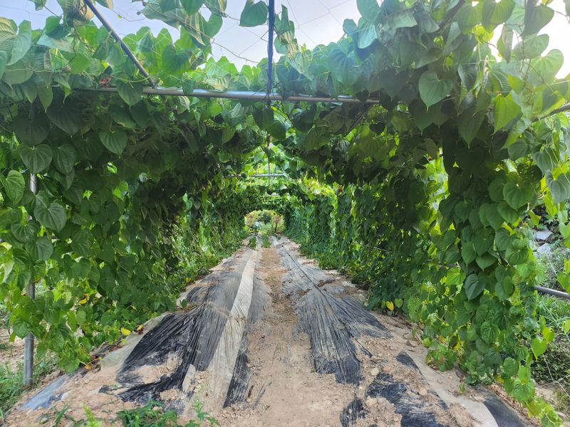 예스팜 청도님의 장터 판매 상품 [하늘마 3kg] 첨부 사진