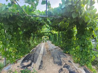 예스팜 청도님의 작성글 사진