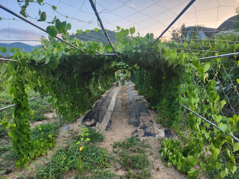 예스팜 청도님의 장터 판매 상품 [하늘마 3kg] 첨부 사진