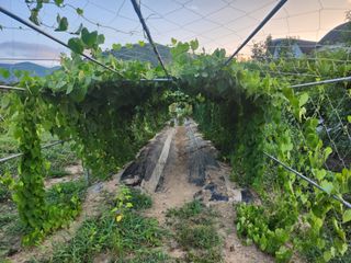 예스팜 청도님의 작성글 사진