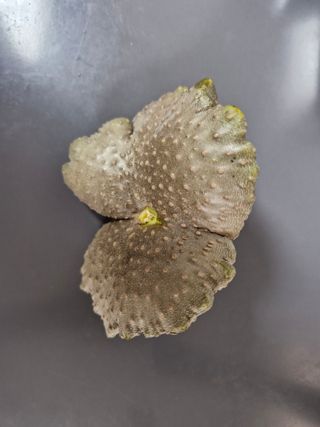 예스팜 청도님의 작성글 사진