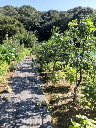 대대리농부님의 기타작물 · 영농일지 작성글 사진