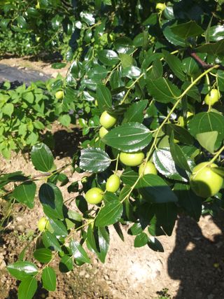 대대리농부님의 기타작물 · 영농일지 작성글 사진