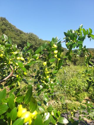 대대리농부님의 기타작물 · 영농일지 작성글 사진