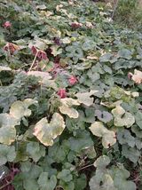 팜모닝 호박·영농일지 게시글 이미지