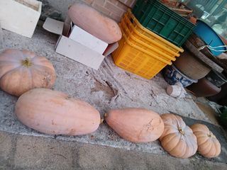 정구옥님의 호박 · 영농일지 작성글 사진