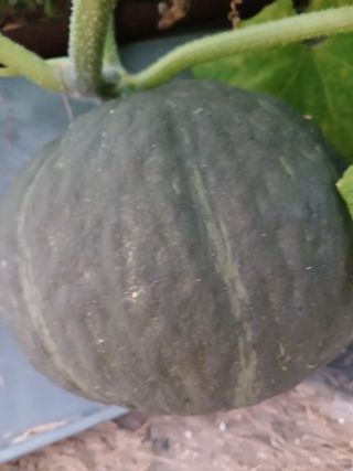 정구옥님의 호박 · 영농일지 작성글 사진