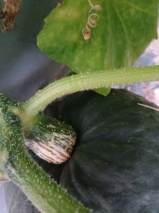 정구옥님의 호박 · 영농일지 작성글 사진