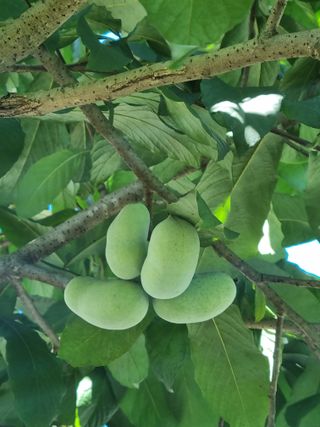 김현숙 블루베리 작두콩님의 기타작물 · 영농일지 작성글 사진