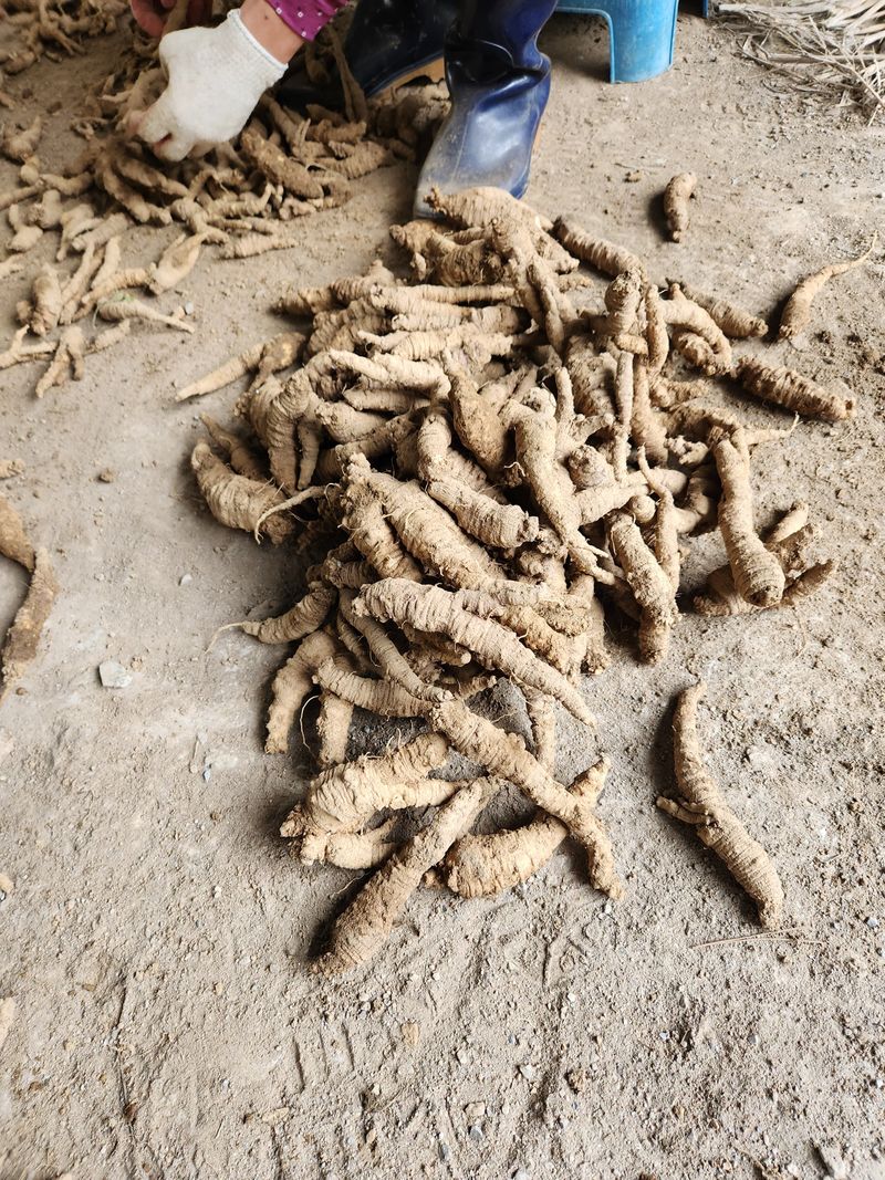 장터 상품 [더덕4키로 ] 썸네일