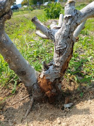 해파랑농원님의 농사, 무엇이든 물어보세요! · 참여글 작성글 사진