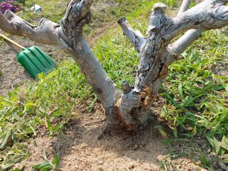 해파랑농원님의 농사, 무엇이든 물어보세요! · 참여글 작성글 사진