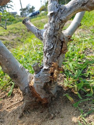 해파랑농원님의 농사, 무엇이든 물어보세요! · 참여글 작성글 사진