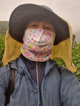 함영숙 님의 고추 · 영농일지 작성글 사진