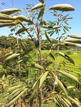 팜모닝 농사, 무엇이든 물어보세요!·참여글 게시글 이미지