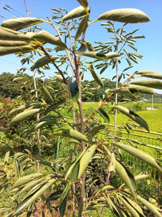맨날청춘님의 농사, 무엇이든 물어보세요! · 참여글 작성글 사진