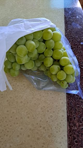 주윤발이님의 포도 · 영농일지 작성글 사진