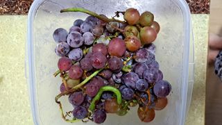 주윤발이님의 포도 · 영농일지 작성글 사진