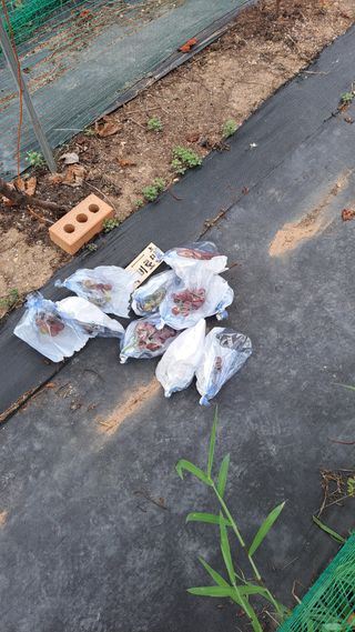 주윤발이님의 포도 · 영농일지 작성글 사진