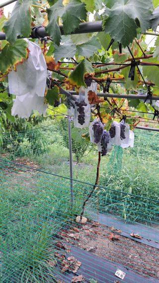 주윤발이님의 포도 · 영농일지 작성글 사진