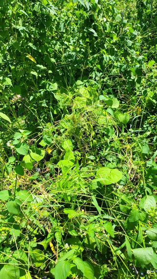 방촌대장님의 자유주제 · 자유게시판 작성글 사진