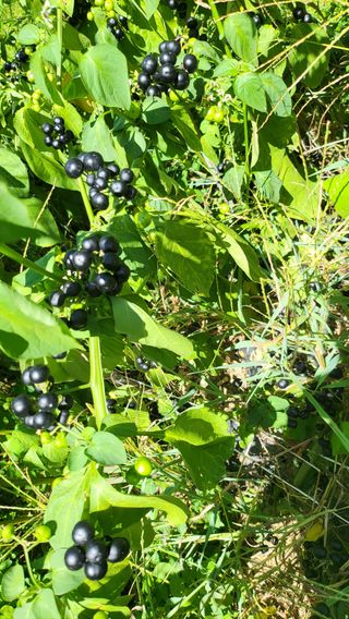 방촌대장님의 자유주제 · 자유게시판 작성글 사진