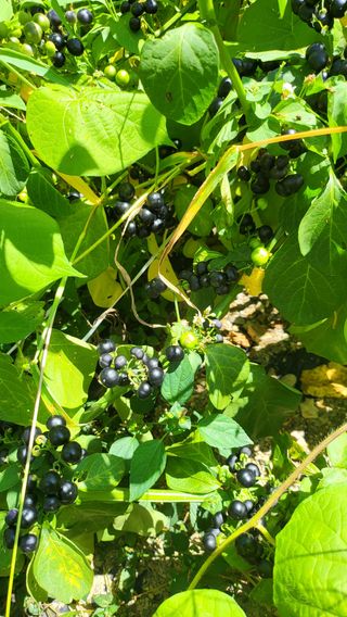 방촌대장님의 자유주제 · 자유게시판 작성글 사진