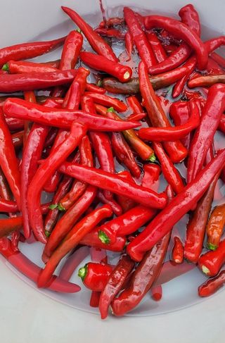 대파16548님의 고추 · 영농일지 작성글 사진