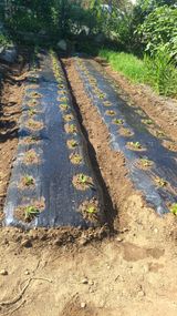 팜모닝 자유주제·자유게시판 게시글 이미지