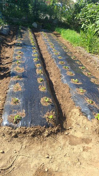 매실6483만물박사님의 자유주제 · 자유게시판 작성글 사진