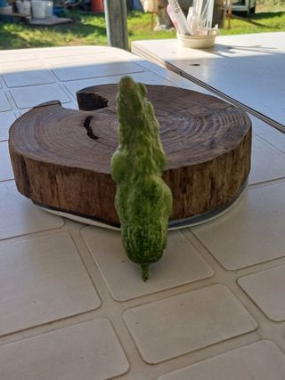 윤무섭님의 농사, 무엇이든 물어보세요! · 참여글 작성글 사진