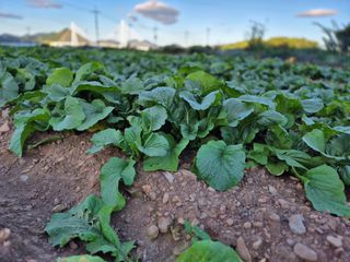 돌산갓스타님의 기타작물 · 영농일지 작성글 사진