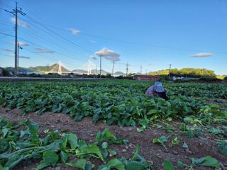 돌산갓스타님의 기타작물 · 영농일지 작성글 사진