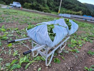 돌산갓스타님의 기타작물 · 영농일지 작성글 사진