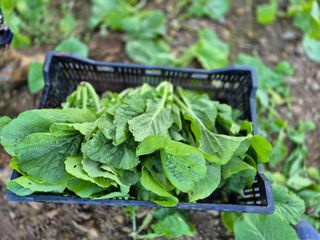 돌산갓스타님의 기타작물 · 영농일지 작성글 사진