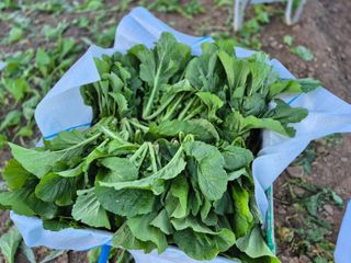 돌산갓스타님의 기타작물 · 영농일지 작성글 사진