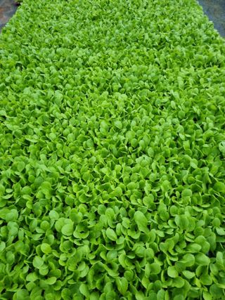 이명숙님의 나의 농사 애장품을 자랑해요 · 참여글 작성글 사진