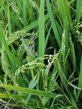 팜모닝 벼·병해충상담 게시글 이미지