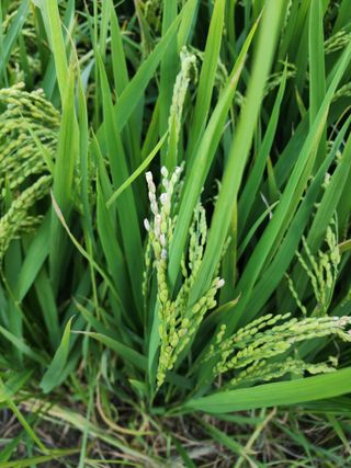 주렁주렁님의 벼 · 병해충상담 작성글 사진